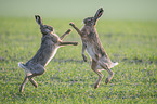 playing Brown Hares
