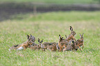 running Brown Hares