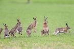 running Brown Hares