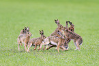 running Brown Hares