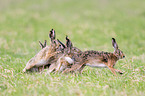 running Brown Hares