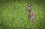 brown hare