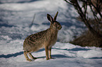 European brown hare