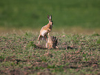 brown hares