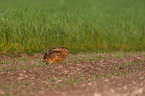 brown hare
