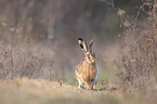 brown hare