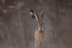 brown hare