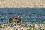 brown hare
