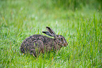 brown hare