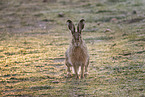 brown hare