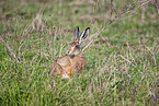 European brown hare