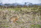 European brown hare