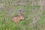 European brown hare