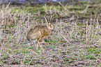 European brown hare
