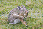 European brown hare