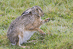 European brown hare
