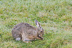 European brown hare