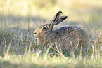 brown hare
