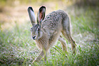 brow hare