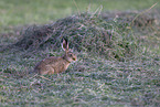 European hare