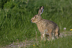 European hare