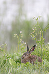 European hare
