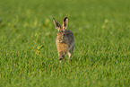 brown hare