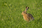 brown hare