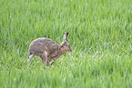 brown hare