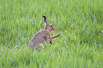 brown hare