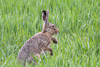 brown hare