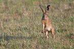 brown hare