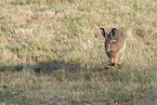 brown hare