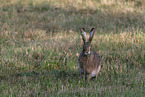 brown hare