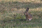 brown hare