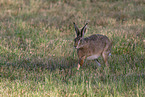 brown hare