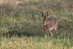 brown hare