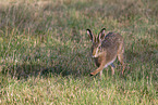 brown hare