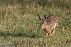 brown hare