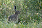 brown hare
