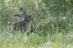 brown hare