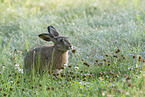 brown hare