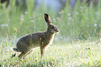 brown hare
