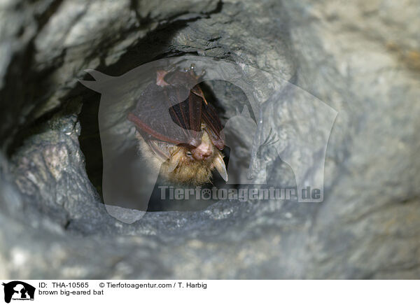 brown big-eared bat / THA-10565