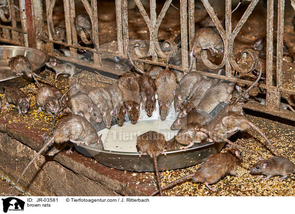 Wanderratten / brown rats / JR-03581