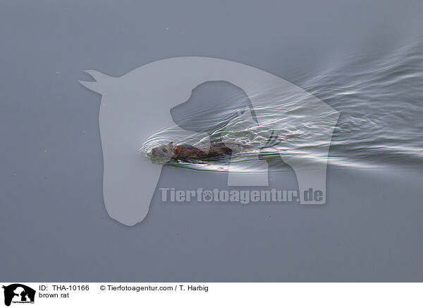 brown rat / THA-10166
