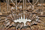 brown rats