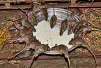 brown rats