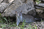 brown rat