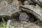 brown rat